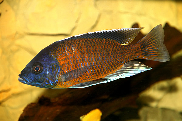 Copadichromis borleyi red fin Kadango-male